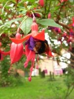 bee in fuchsia flower