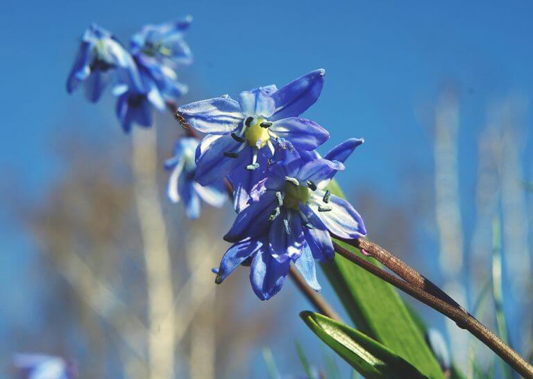 squill - blue flowering plant - photo by alksndra on Unsplash