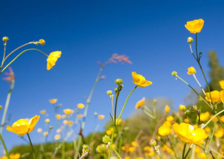 buttercup flowers - Ashley Cooper/The Image Bank RF/Getty Images