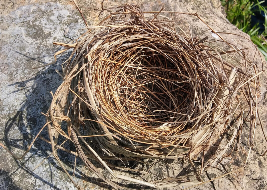 Empty Bird's Nest - Image by llh from Pixabay