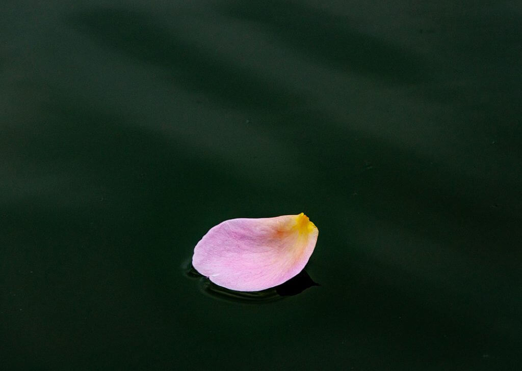 fallen pink flower petal - image by wal_172619 from Pixabay