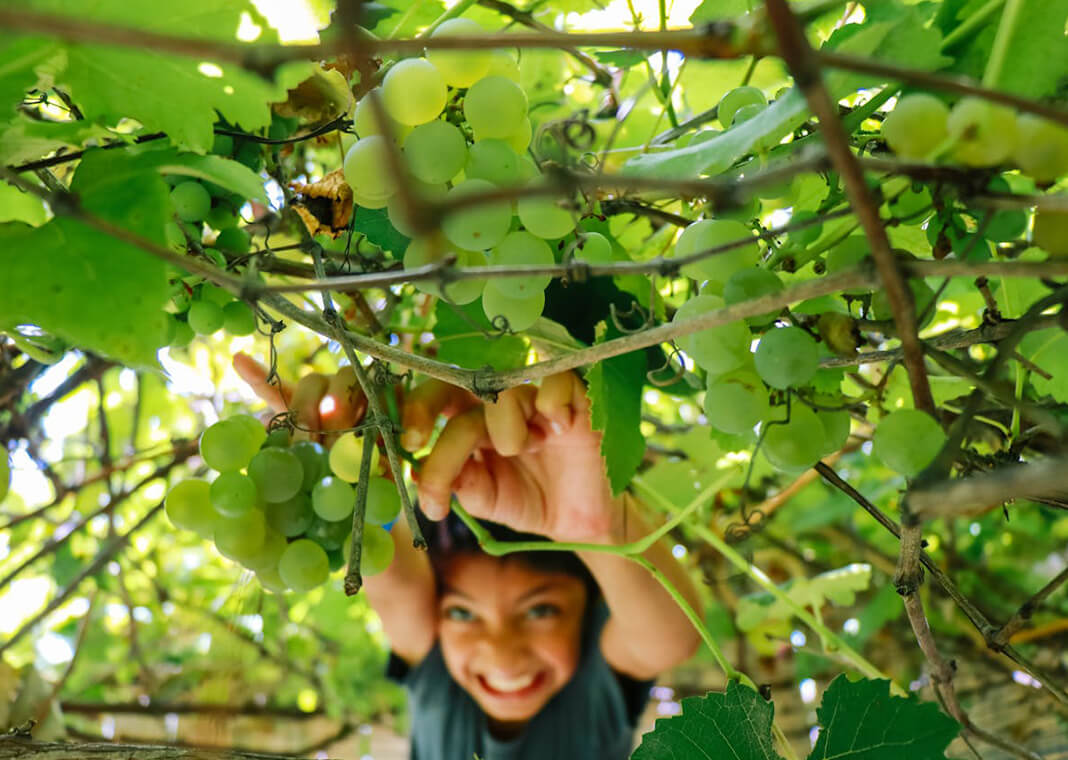 pulling grapevines to pick grapes - photo by Jeswin Thomas on Pexels