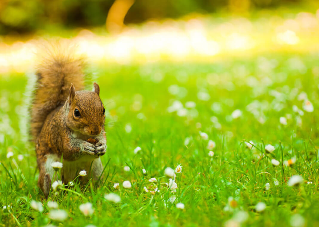 squirrel - Pawel Gaul/iStock/Getty Images