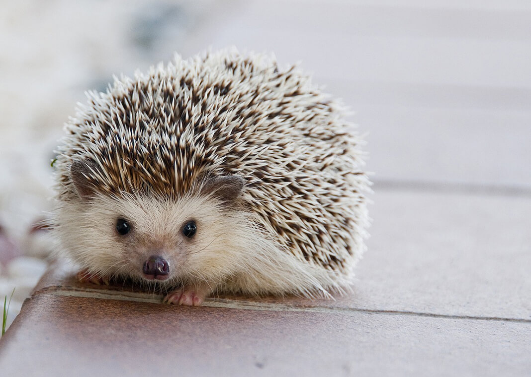 hedgehog - image by Amaya Eguizábal from Pixabay