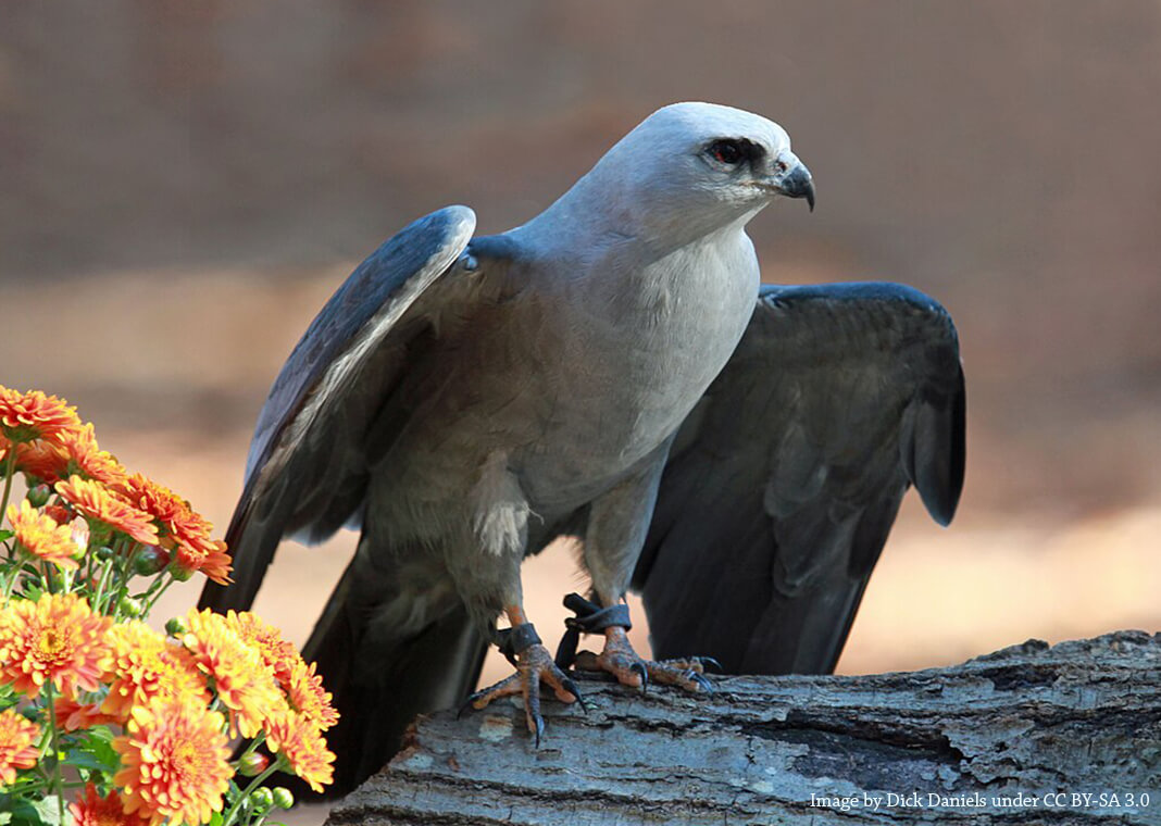 Mississippi Kite - bird - image by Dick Daniels (http://carolinabirds.org/) under CC BY-SA 3.0, via Wikimedia Commons