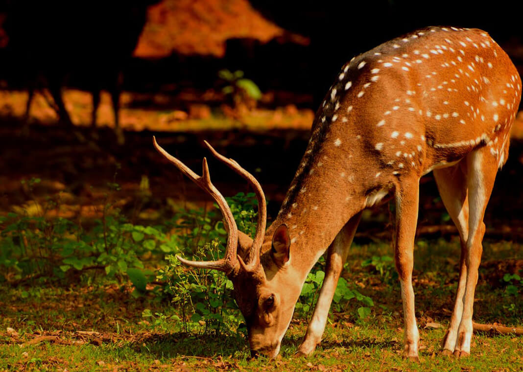 dappled deer eating grass - photo by Bibhukalyan Acharya on Pexels