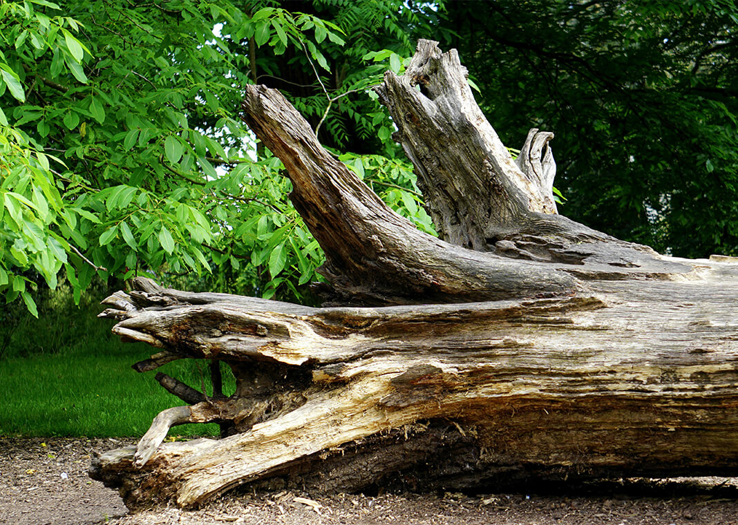 fallen tree- photo by Mike Bird on Pexels