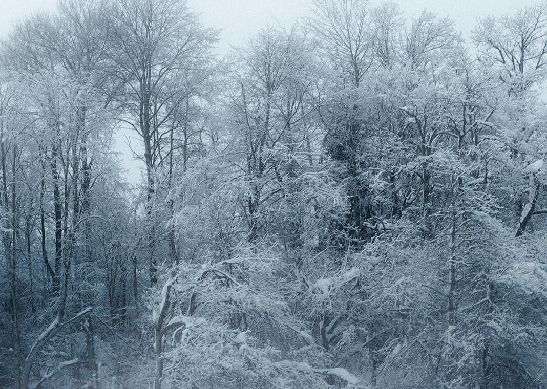 winter gray sky in snow-covered forest - photo by Mathias Reding on Pexels