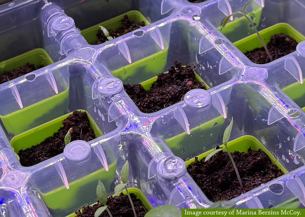 tomato seedlings - image courtesy of Marina Berzins McCoy